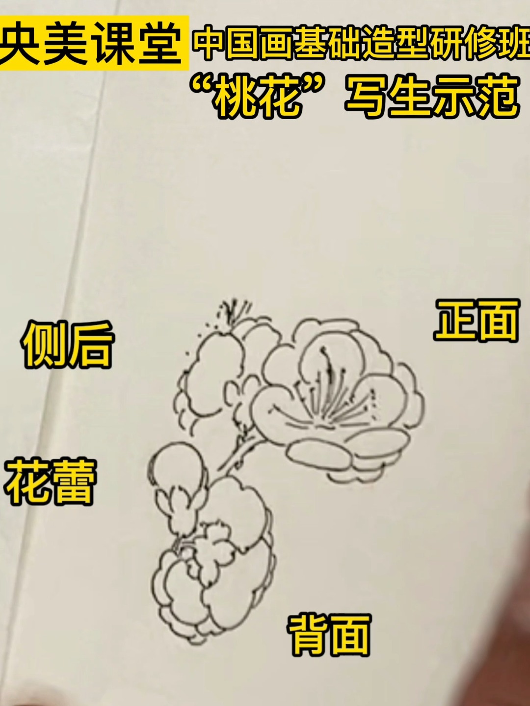 央美课堂“桃花”写生示范「国画视频教学」