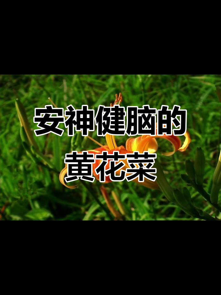 忘忧草,黄花菜,能安神健脑,别名繁多