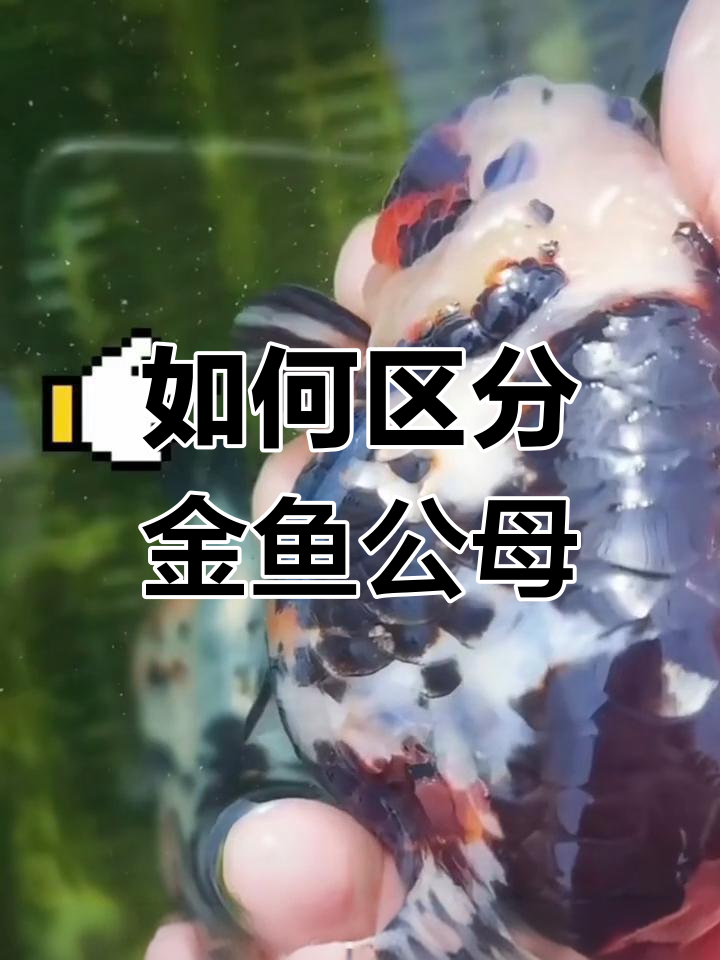 金鱼公母分辨技巧,掌握这些轻松辨别