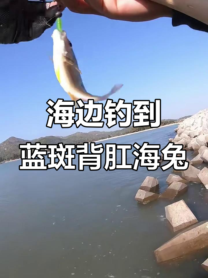 广东海边钓鱼奇遇:海兔与火点鱼的奇妙邂逅