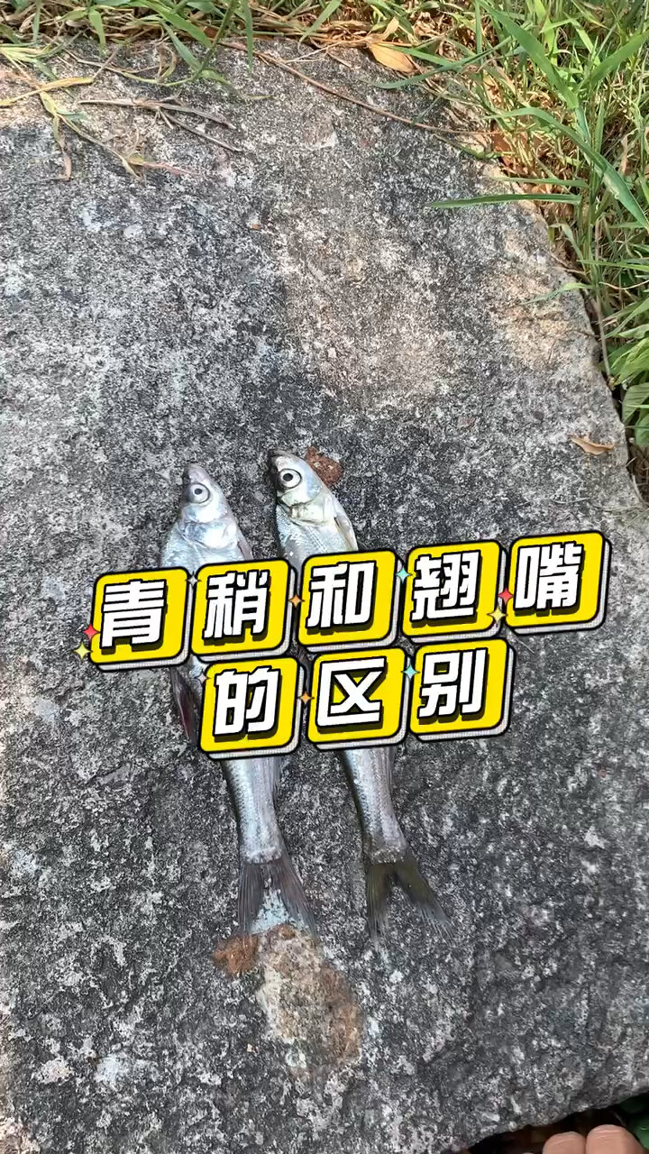 青稍和翘嘴有什么区别