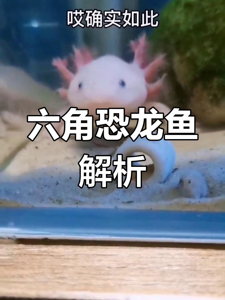 六角恐龙鱼的独特之处与危害