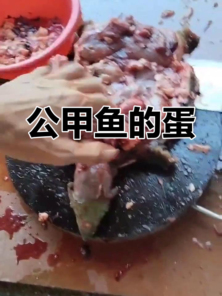 公甲鱼竟然有两个蛋蛋,真有趣