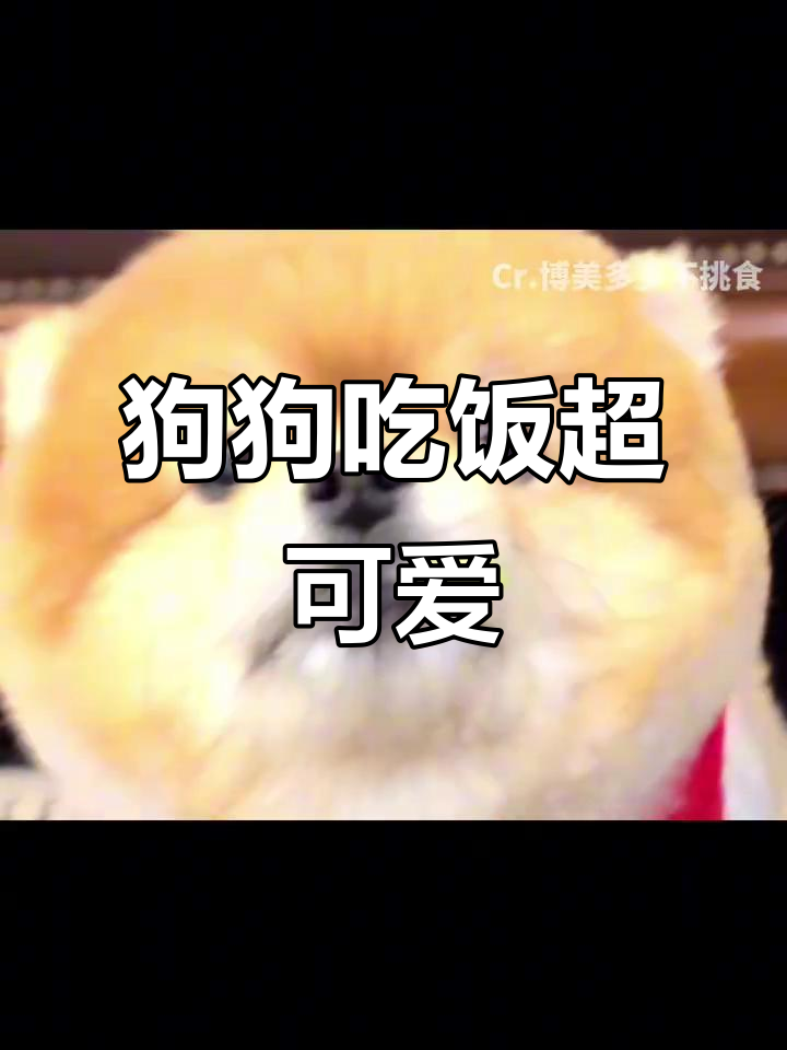 小狗吃播太萌了,黄油面包吃到停不下来