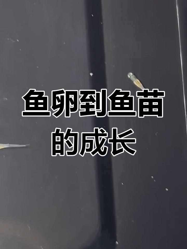 鱼卵如何变成鱼苗?全程揭秘发育过程