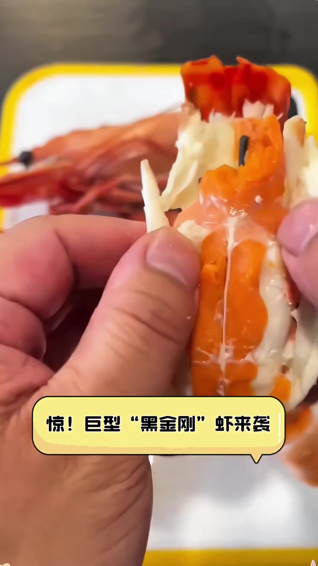 惊!巨型“黑金刚”虾来袭