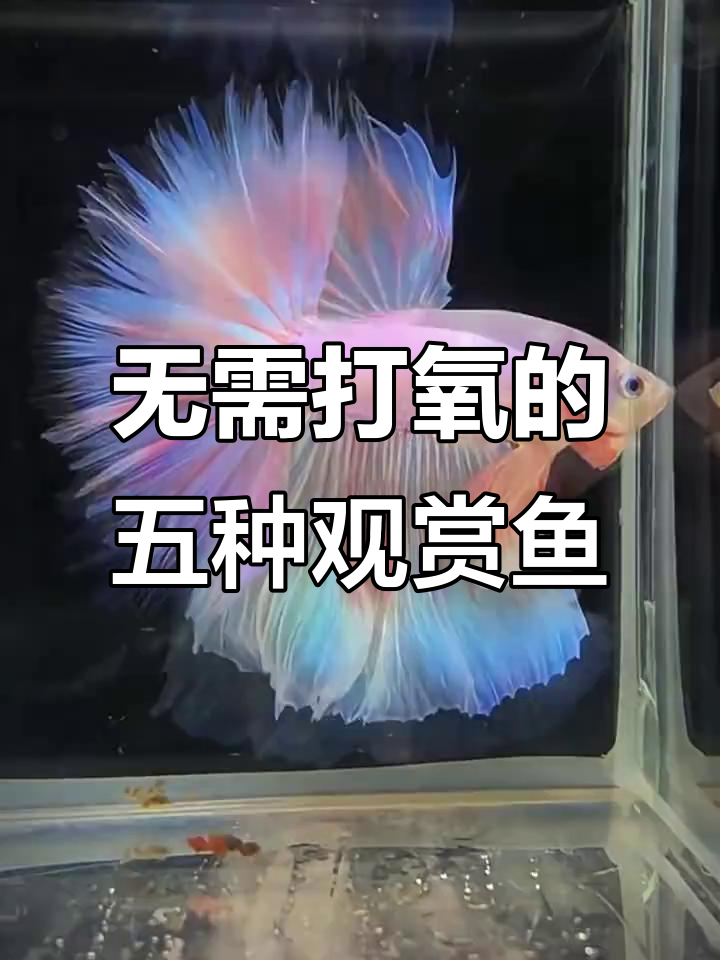 这些观赏鱼不用打氧,适合新手养
