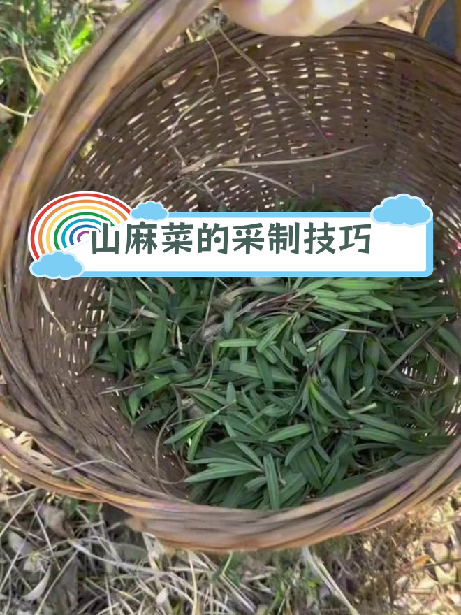 云台山特产山麻菜采摘与制作方法