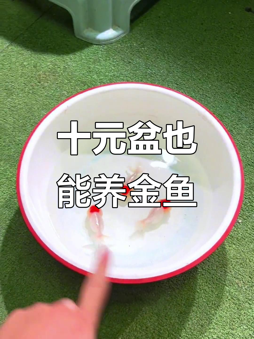 10块钱盆子能养鱼?试试这些小技巧