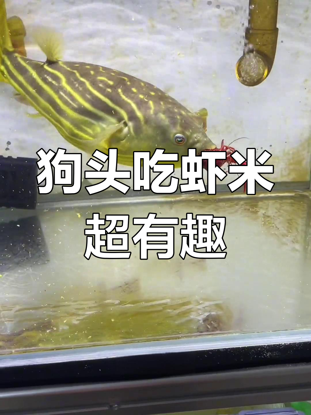 斑马狗头吃饭太搞笑,鼓气变解压新玩法