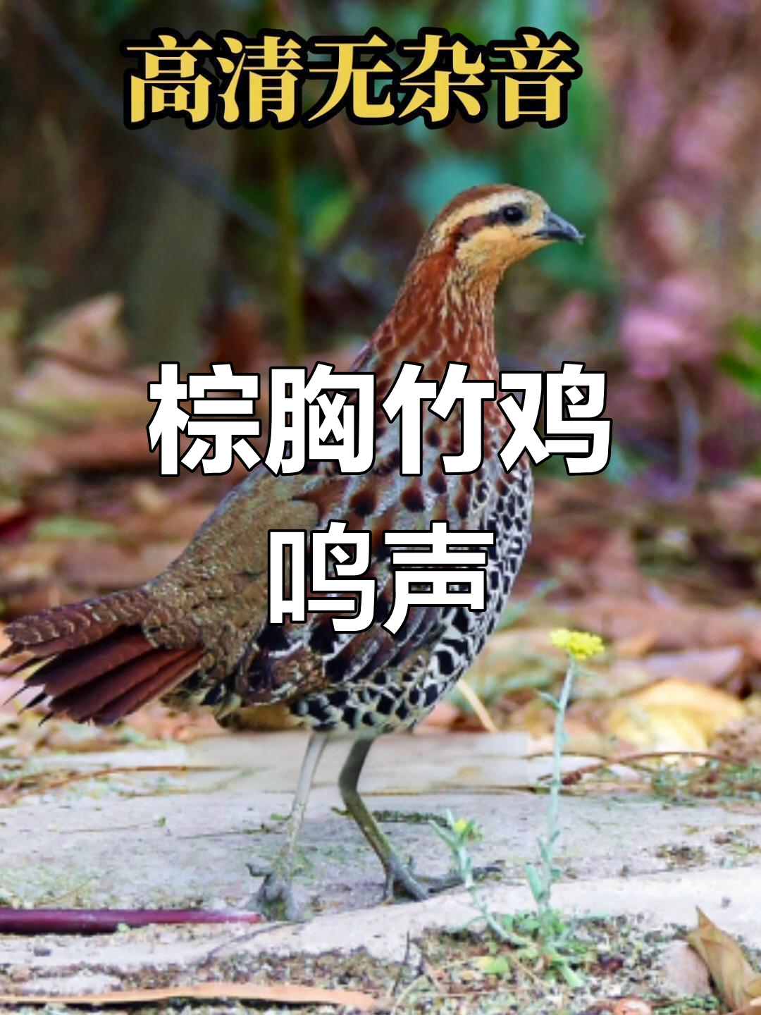 棕胸竹鸡叫声大揭秘,爱鸟护鸟从心开始