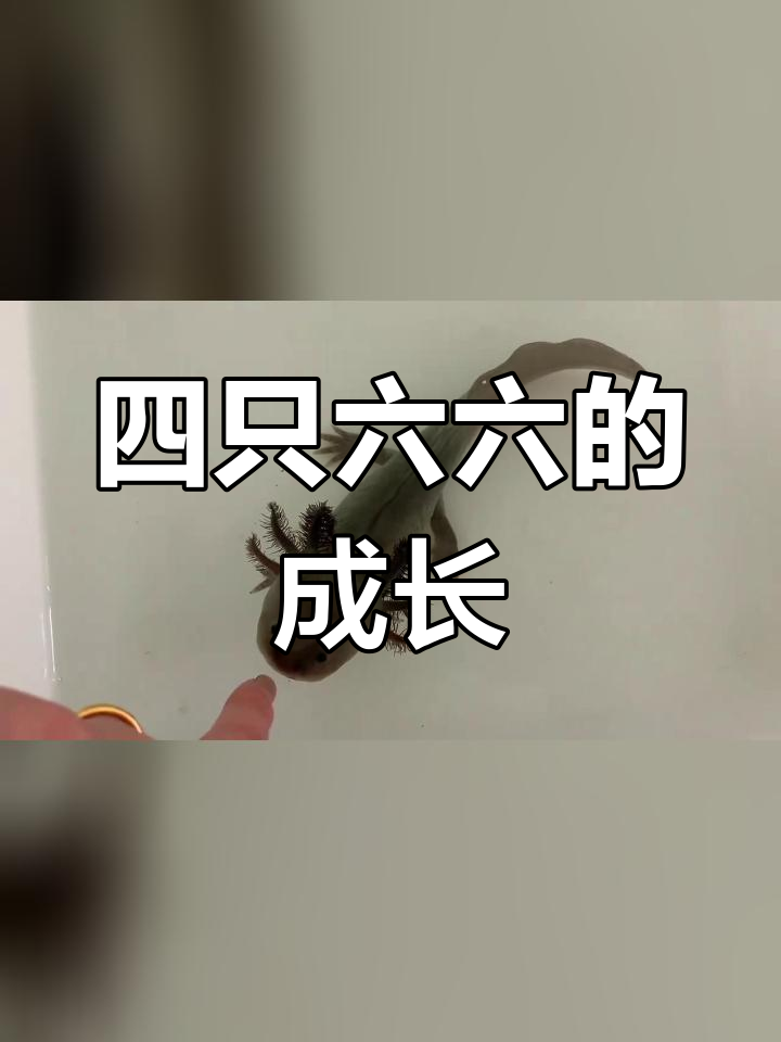 六角恐龙鱼养胖日记:四只萌宠的成长故事