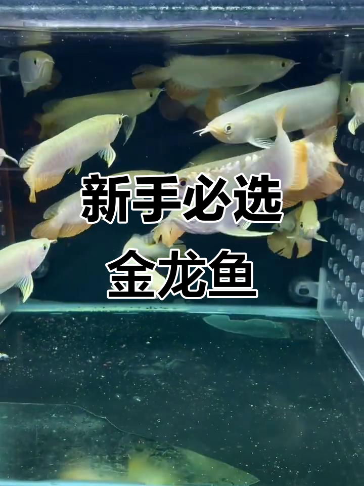适合新手练手的金龙鱼,品质高价格优