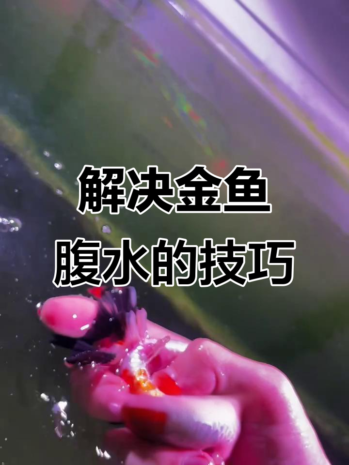 金鱼腹水急救处理,轻松解决母鱼鳖卵问题