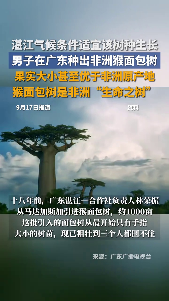 男子在广东种出非洲猴面包树!种了千亩,18年后两棵达到结果要求