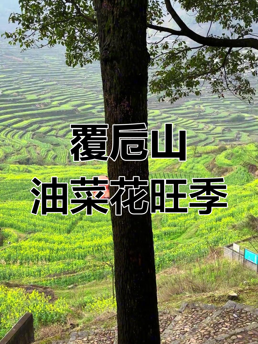 上虞覆卮山油菜花盛开,周末打卡必去!