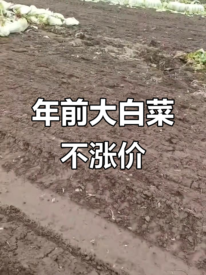 大白菜价格年前难涨,市场行情不容乐观