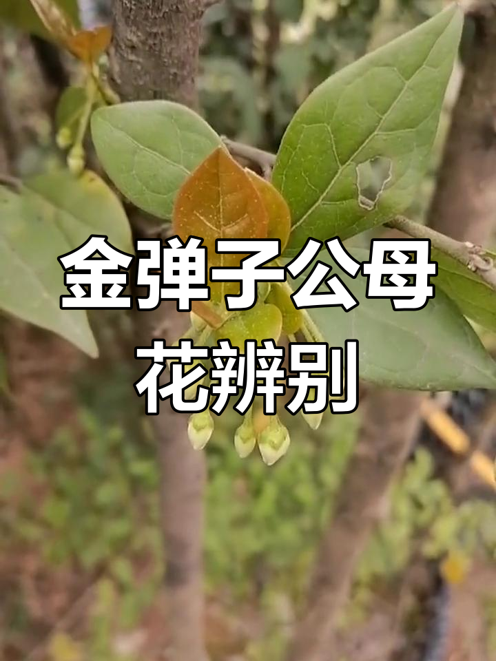 公花母花怎么区分?一看就懂,金弹子公母花的区别