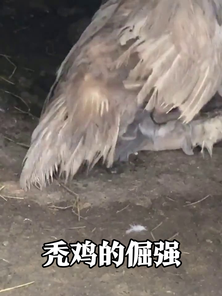 秃毛鸡的倔强:站不稳还硬扑腾,旁边鸡都看呆了