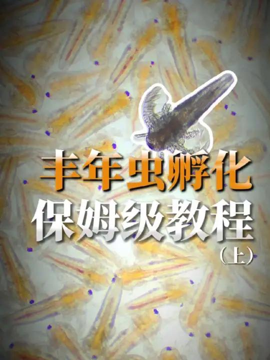 加州鲈鱼标苗新手福利:超详细的丰年虫孵化教程来了(上)
