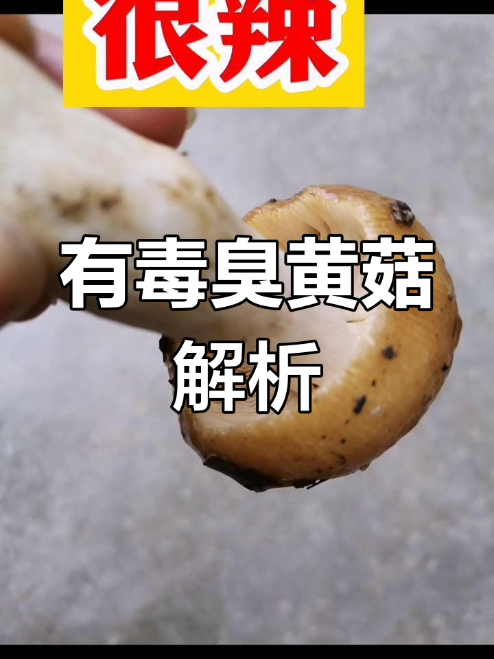 臭黄菇复合群:有毒蘑菇的种类与危害