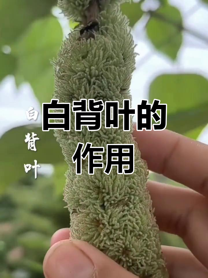 白背叶的神奇用途,你了解吗?