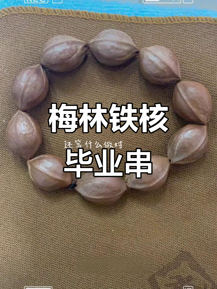 梅林下村铁核原皮鲨鱼背,文玩收藏新宠!