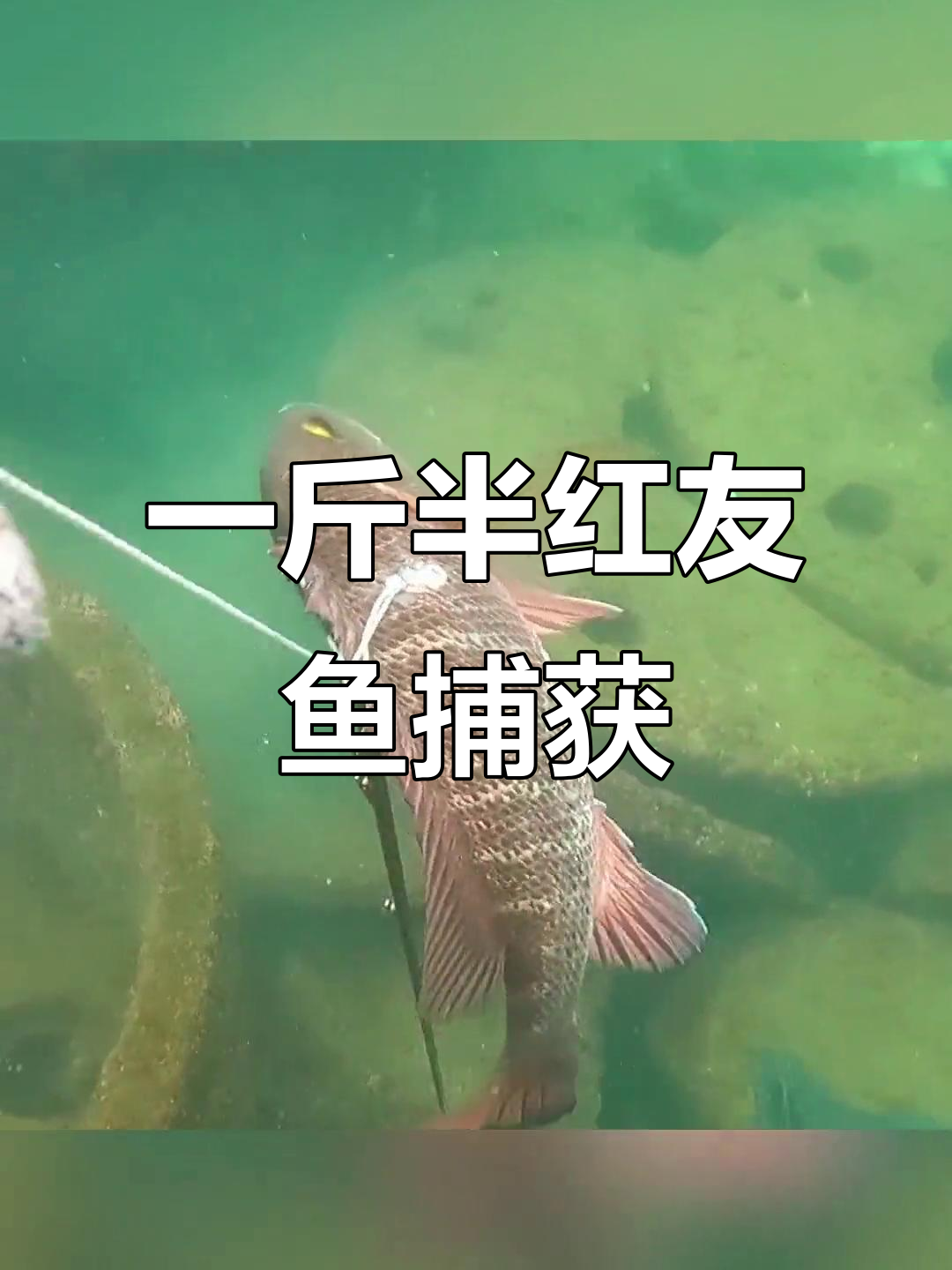 自由潜渔猎：抓到一条一斤半的红友鱼，横走超快