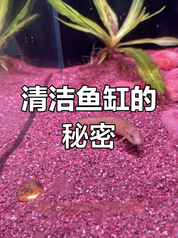 想要清理鱼缸?这些底栖鱼类帮你搞定残渣和未消化食物!