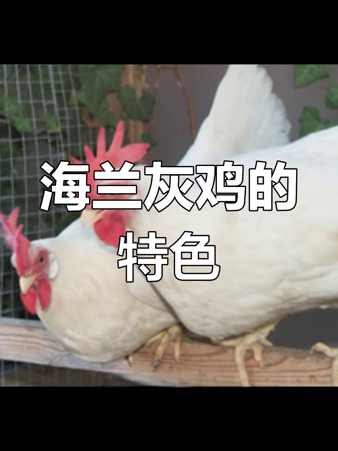 海兰灰鸡独特制种方式,与普通粉壳蛋鸡有所不同