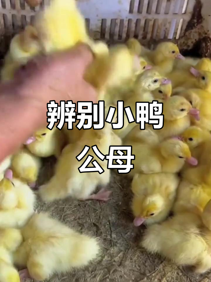 小鸭公母分辨技巧,一看就懂