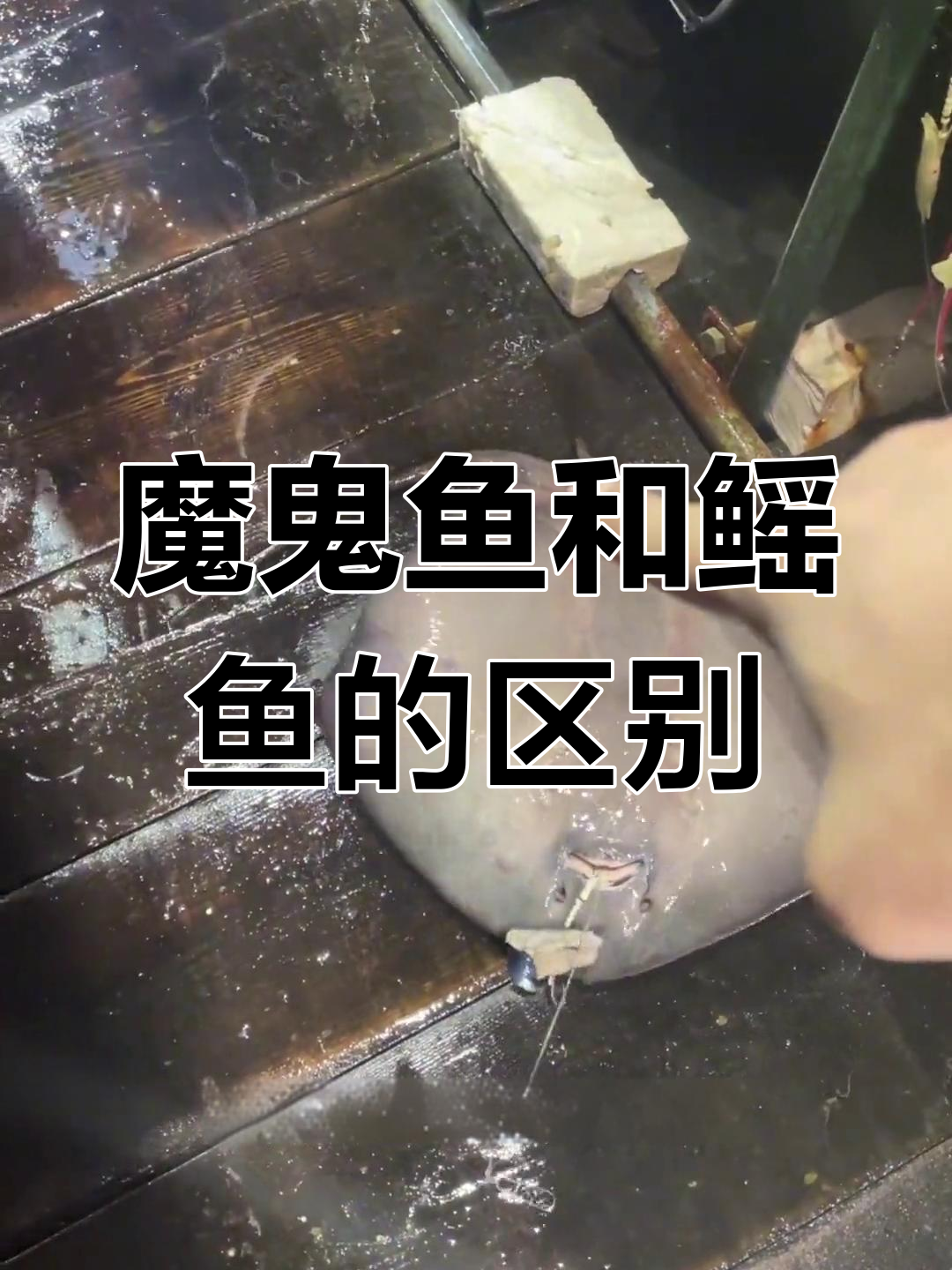 魔鬼鱼与鳐鱼的惊人区别,小心背后的刺!
