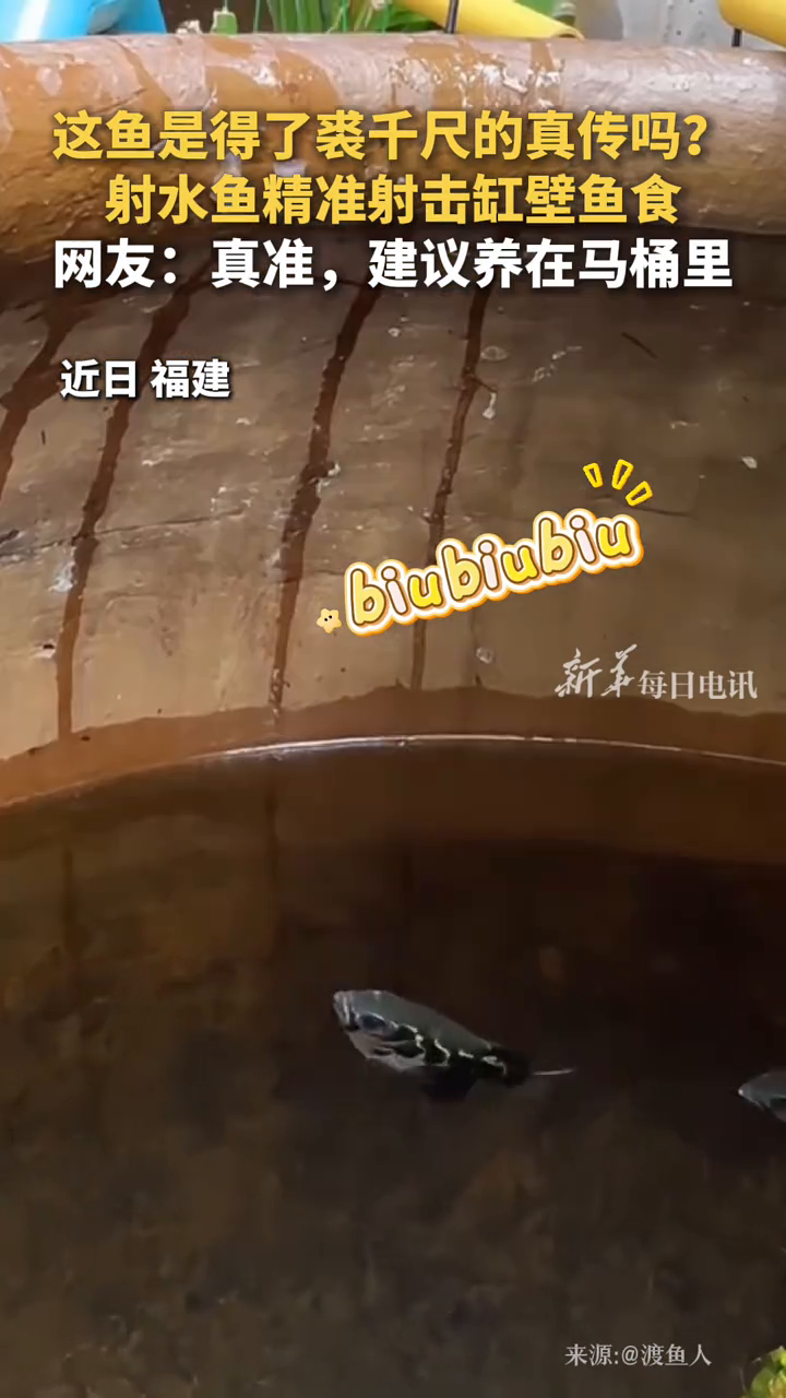 这鱼是得了裘千尺的真传吗？射水鱼精准射击缸壁鱼食