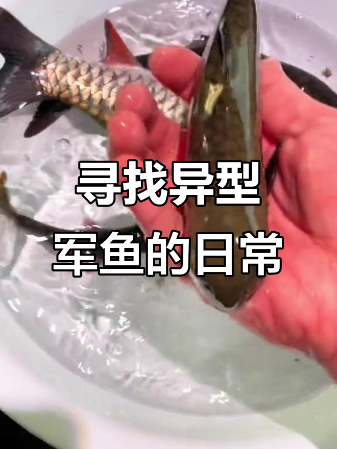 寻找异型军鱼的日常