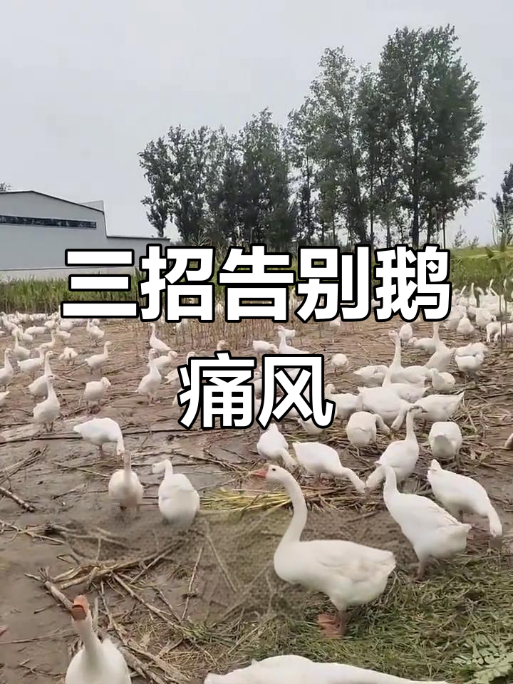 鹅痛风预防全攻略