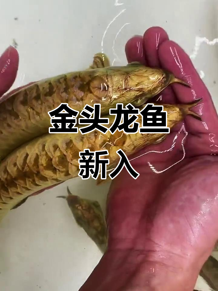 极品金奎龙鱼到货,震撼来袭!