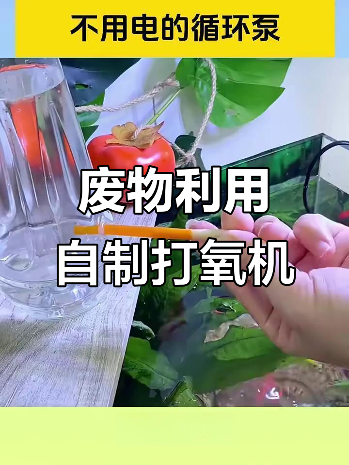 用废旧饮料瓶做鱼缸增氧机,简单又环保
