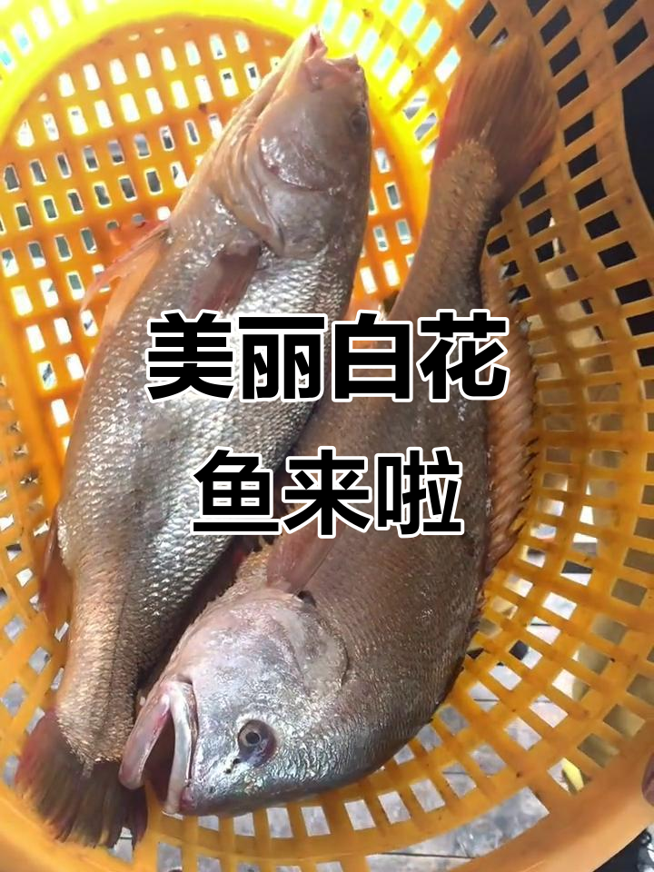 南澳岛渔民捕捞大白花鱼,新鲜美味不容错过