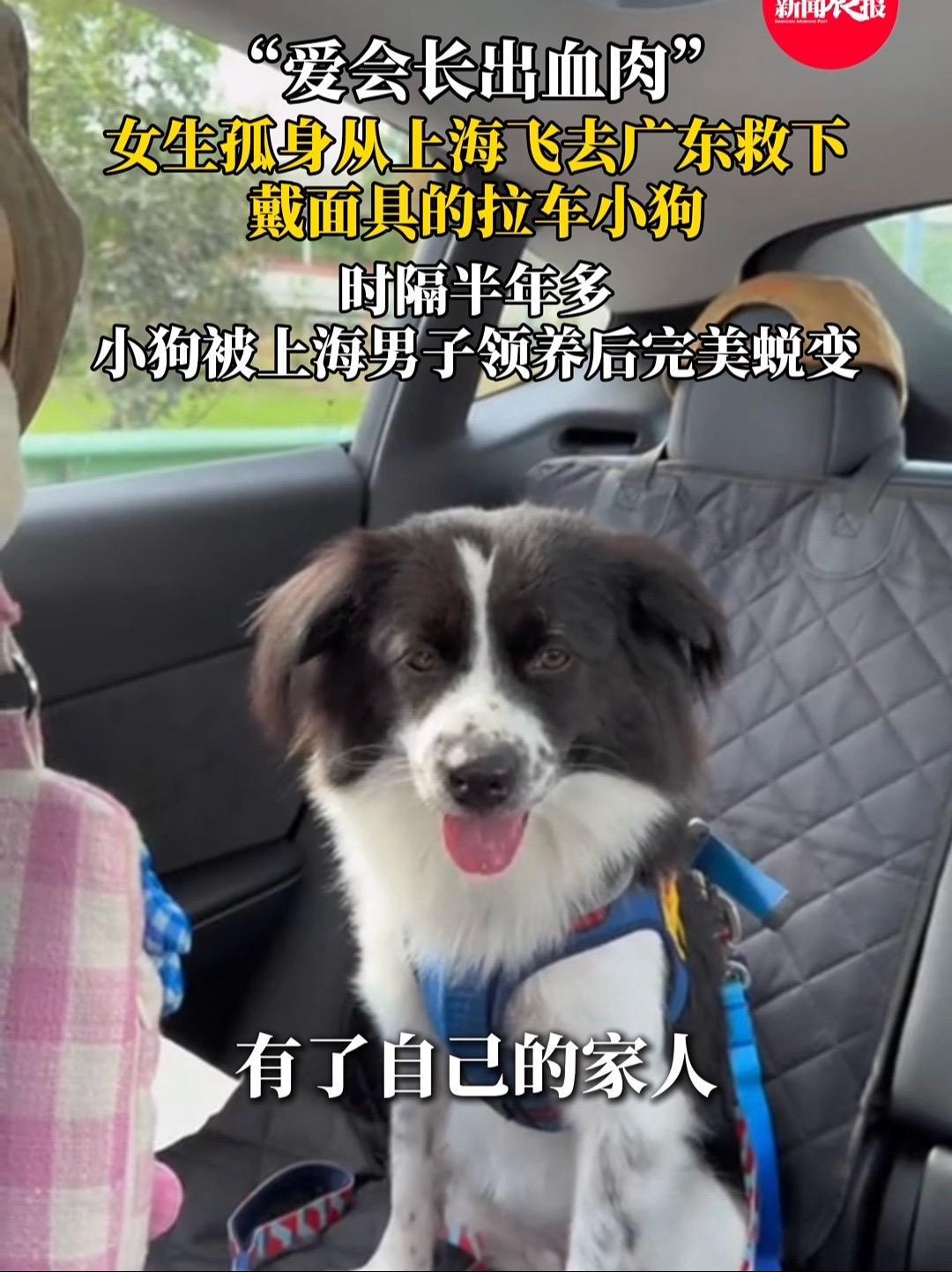 爱会长出血肉!上海女生孤身飞去广东救下戴面具的拉车小狗,时隔半年多,小狗被上海男子领养后完
