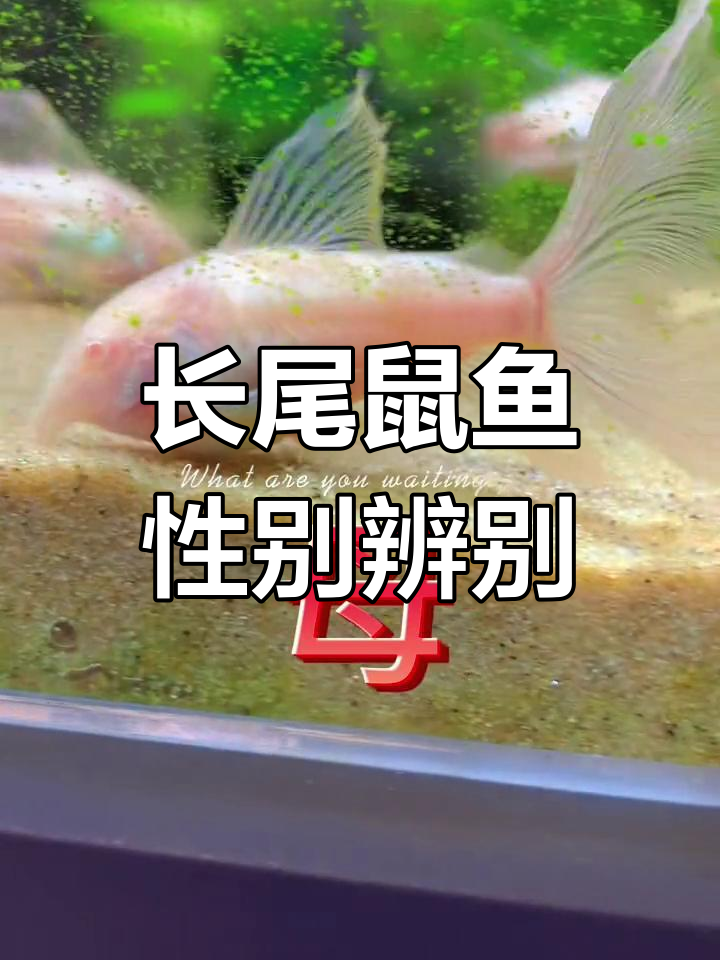 如何区分长尾鼠鱼的公母