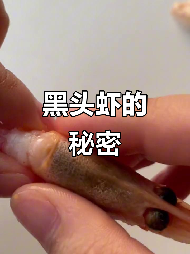 北极甜虾黑头真相大揭秘,海藻颜色让你误解