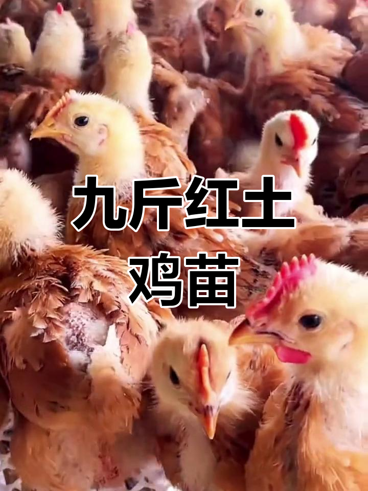 九斤红公鸡苗,适应性强,全国可养