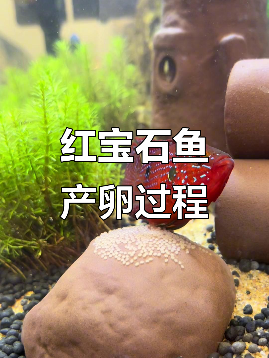 红宝石鱼产卵，密密麻麻的鱼宝宝诞生