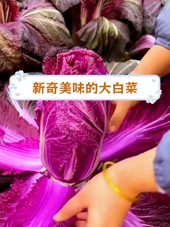 粉色大白菜,好看又好吃