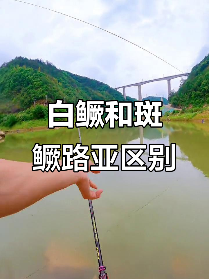 路亚钓白鳜与斑鳜技巧大不同,轻松掌握!