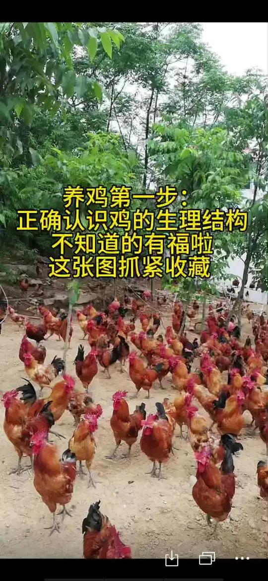 养鸡第一步就是正确的认识鸡的生理结构,这张图一定要收藏起来 李莉分享养殖 李莉讲养殖 李莉