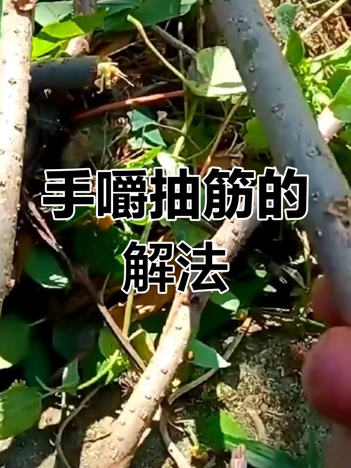 宽筋藤缓解手部抽筋