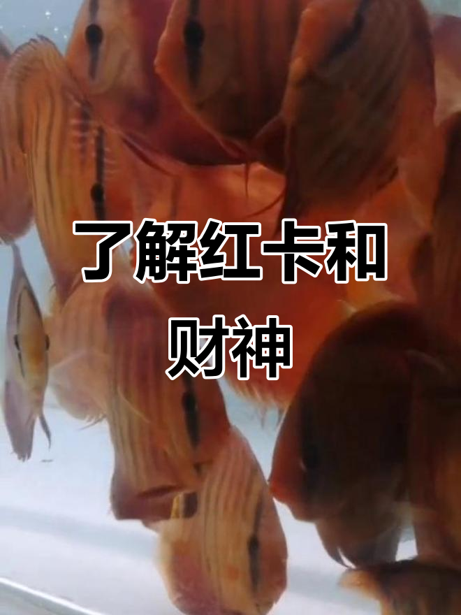 红卡与财神七彩神仙鱼:品种介绍及特色对比