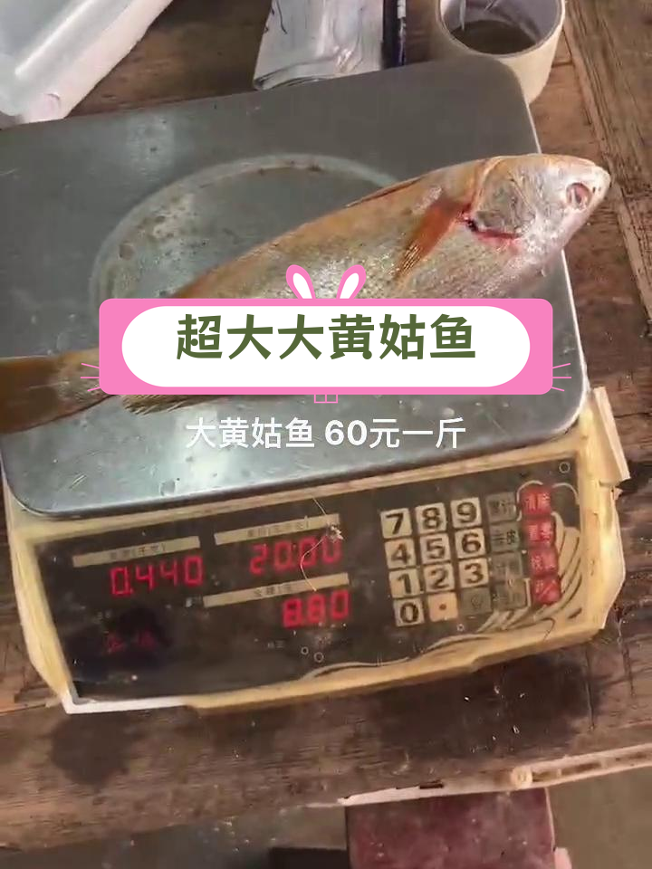 大黄姑鱼价格高,两斤七两的60元一斤