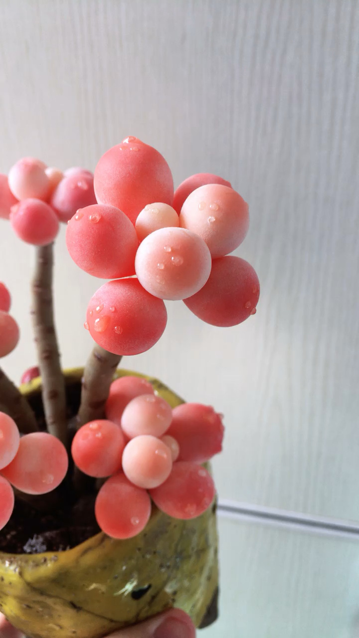 多肉奶酪怎么这么好看呢?